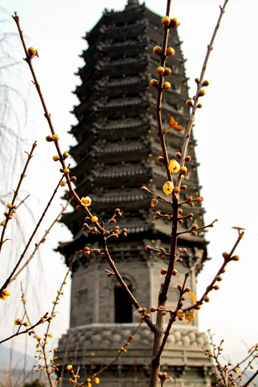 房山2021赏花时间表(3-5月),新鲜出炉,请收藏(图1) 房山2021赏花时间表(3-5月),新鲜出炉,请收藏(图1)