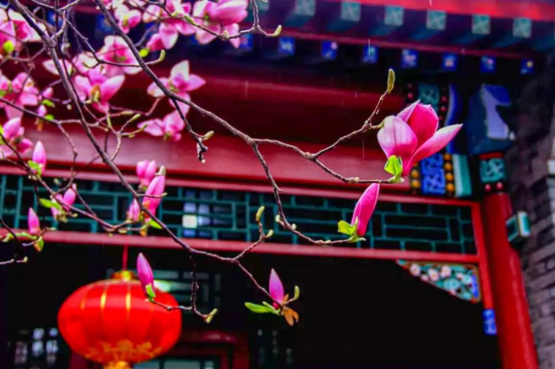 房山2021赏花时间表(3-5月),新鲜出炉,请收藏(图2) 房山2021赏花时间表(3-5月),新鲜出炉,请收藏(图2)
