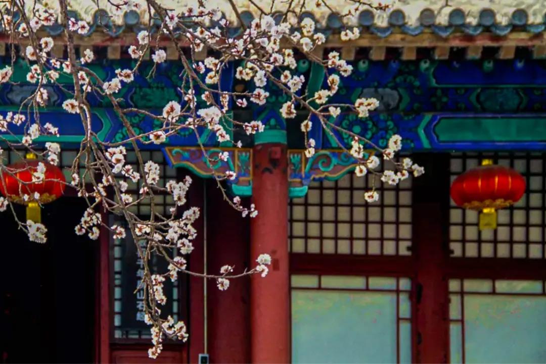 房山2021赏花时间表(3-5月),新鲜出炉,请收藏(图4) 房山2021赏花时间表(3-5月),新鲜出炉,请收藏(图4)