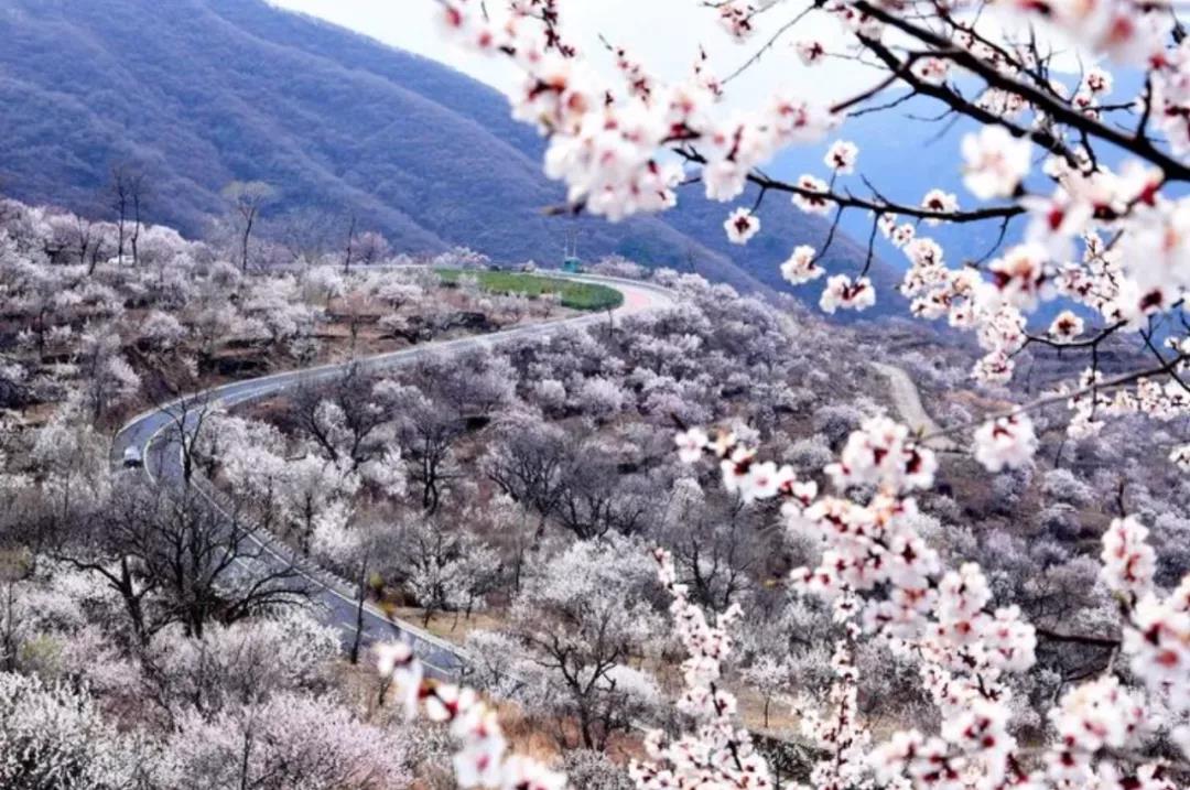 房山2021赏花时间表(3-5月),新鲜出炉,请收藏(图8) 房山2021赏花时间表(3-5月),新鲜出炉,请收藏(图8)