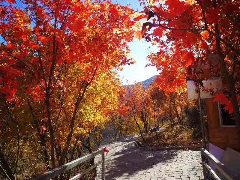 春暖花开，十渡景区3月18日如约开园~，需实名制购票！(图6)